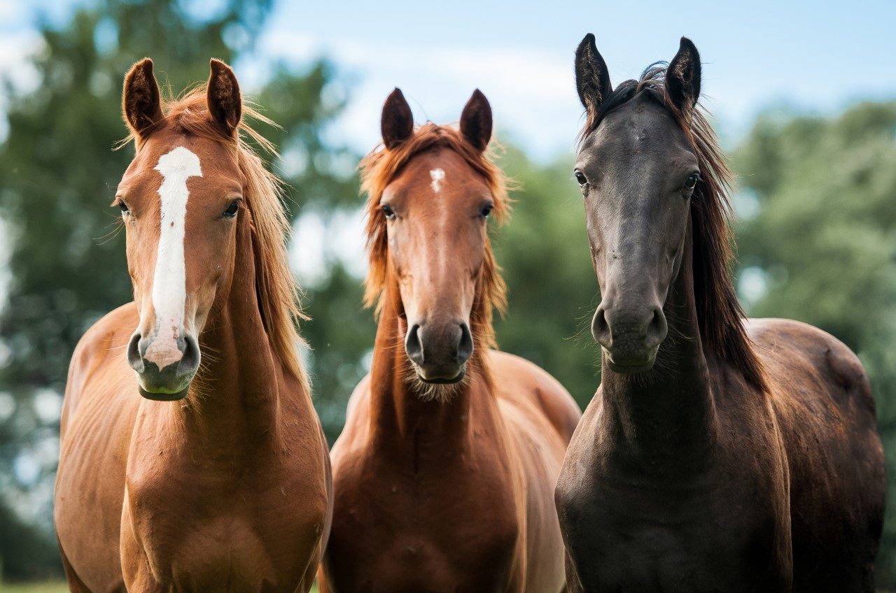 Linha Equinos